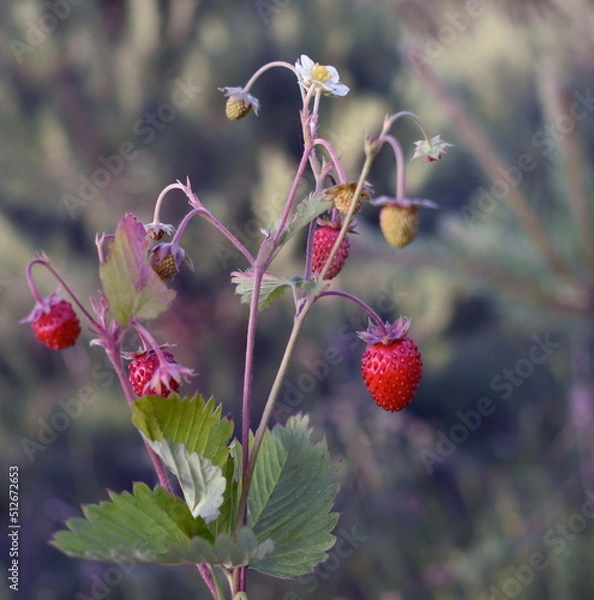 Obraz Wild strawberry