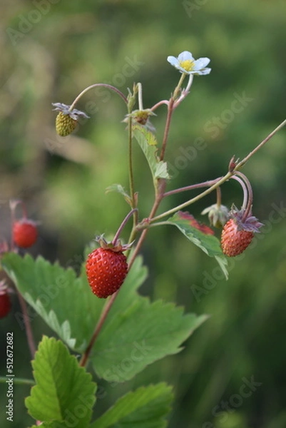 Obraz Wild strawberry