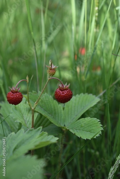 Obraz Wild strawberry
