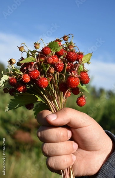 Obraz Fragaria vesca.A bunch of strawberries in a child's hand