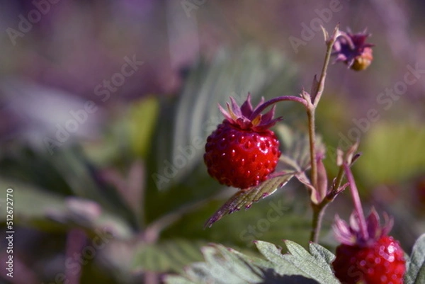 Obraz Wild strawberry