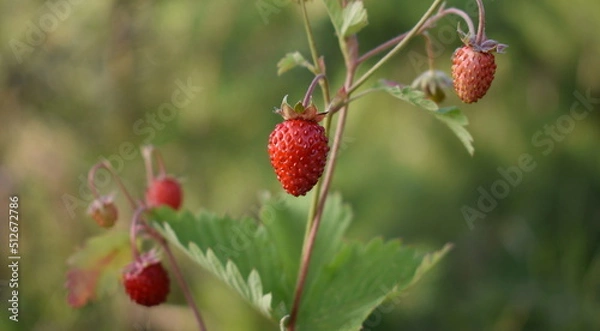 Obraz Wild strawberry