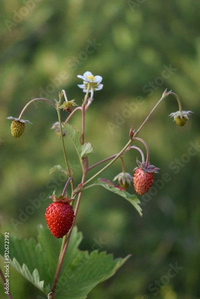 Obraz Wild strawberry