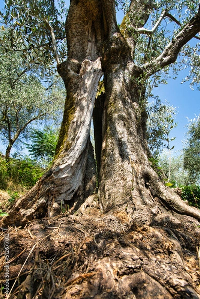 Fototapeta alter Olivenbaum