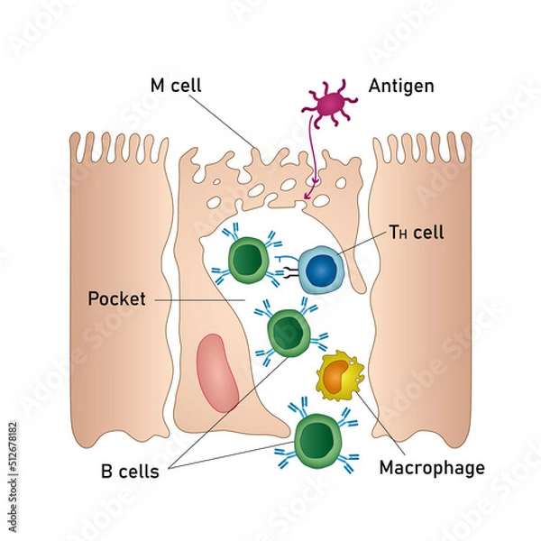 Fototapeta Mucosal immune system diagram. Mucous or gut associated lymphoid tissue. Medical vector illustration