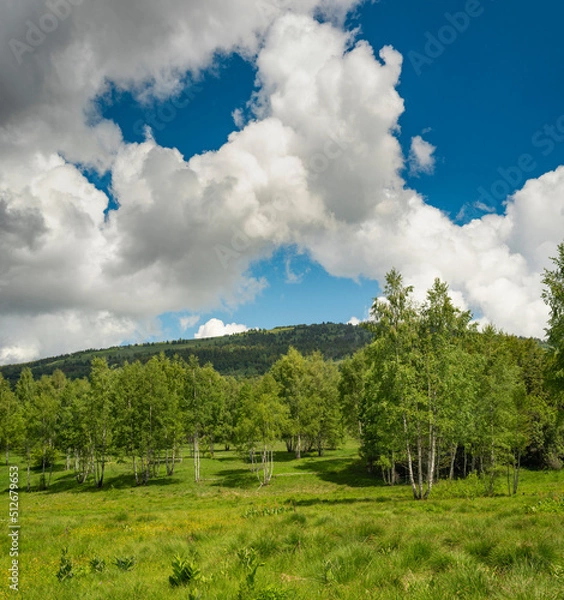 Obraz Beautiful mountain meadow with birch trees and clouds on blue sky in background