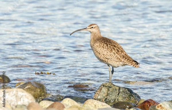Obraz Shore bird Whimbrel