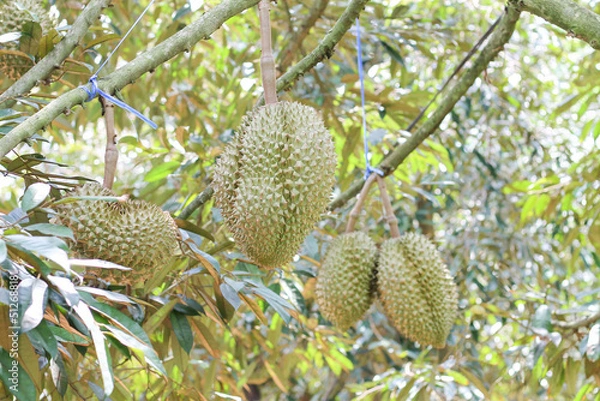 Fototapeta durians on the durian tree in an organic durian orchard.
