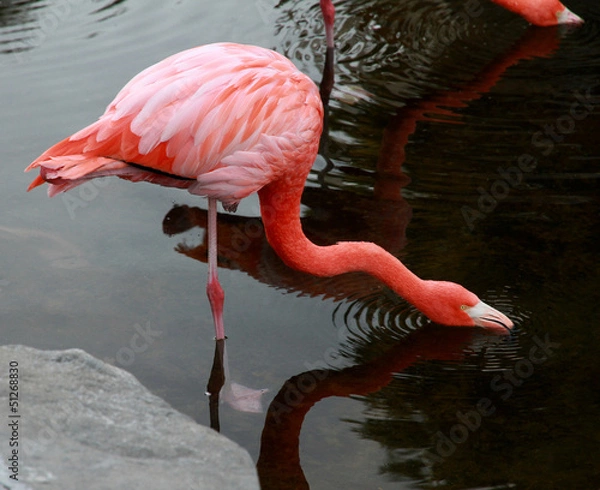 Fototapeta Red American Flamingo.