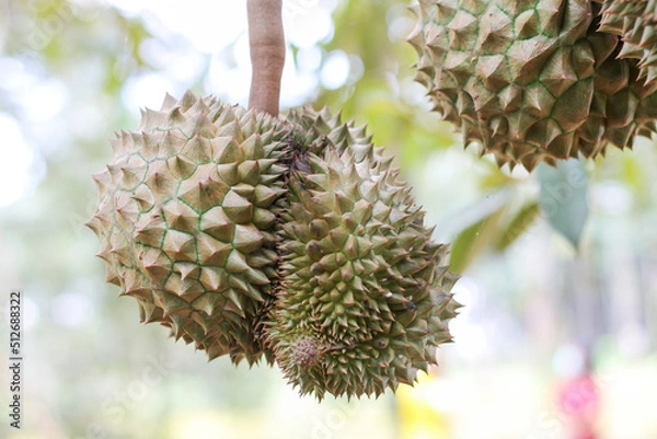 Fototapeta durians on the durian tree in an organic durian orchard.