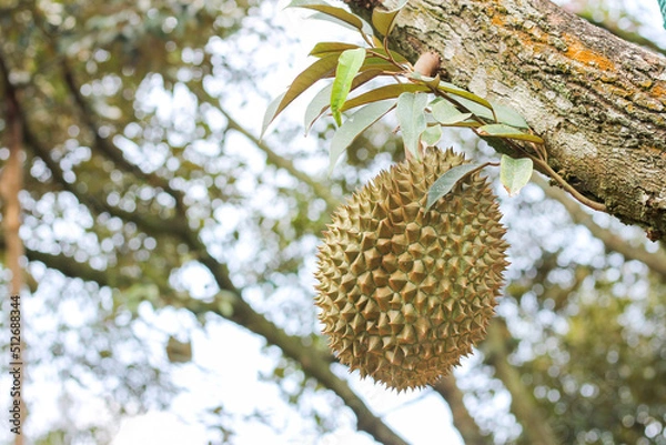 Fototapeta durians on the durian tree in an organic durian orchard.