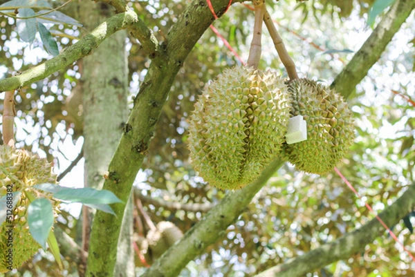 Fototapeta durians on the durian tree in an organic durian orchard.