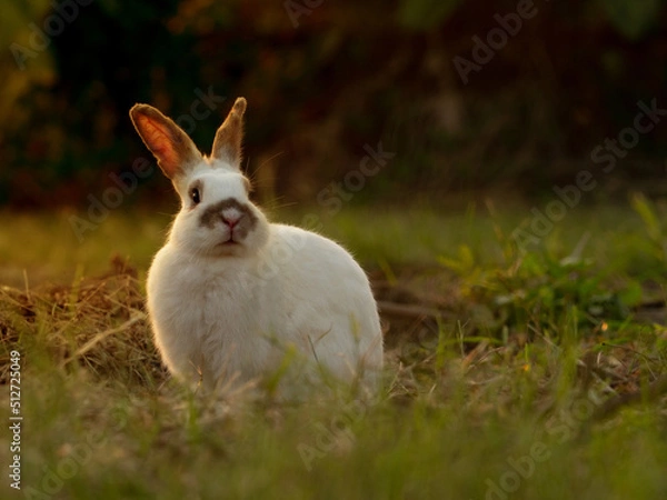 Fototapeta Rabbit in green land with lots of dried grass. Lovely bunny rabbit in nature running around during golden light sunset.