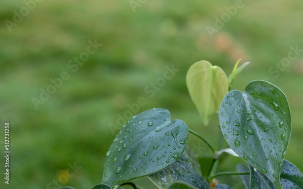 Obraz Heartleaf philodendron houseplant leaves with raindrops