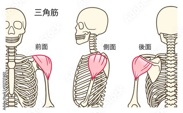 Fototapeta 三角筋、肩の筋肉、前面、側面、後面、名称あり