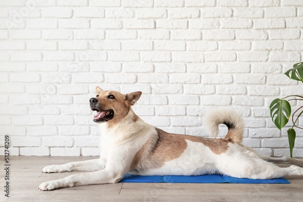 Obraz Cute mixed breed dog lying on cool mat looking up on white brick wall background