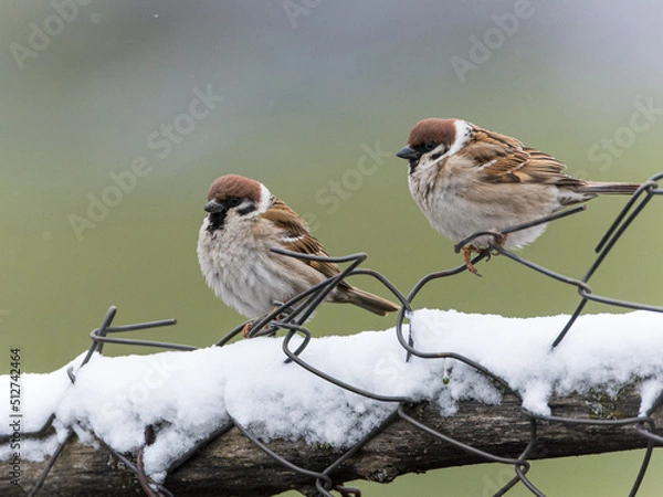 Fototapeta Tree sparrows on a snowy fence