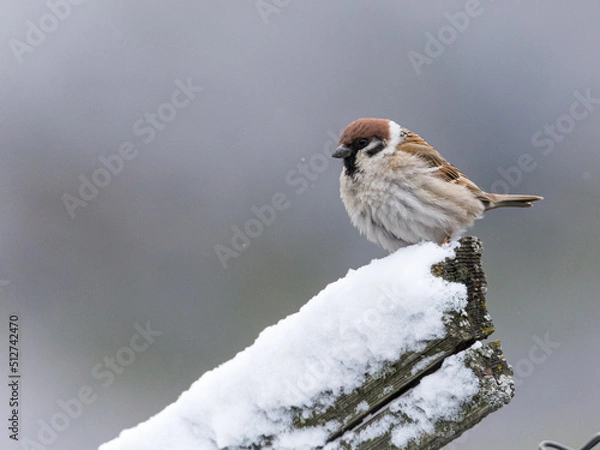 Obraz Tree sparrow in the snow
