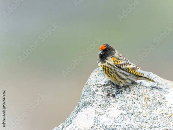 Fototapeta Red-fronted Serin in the rocks