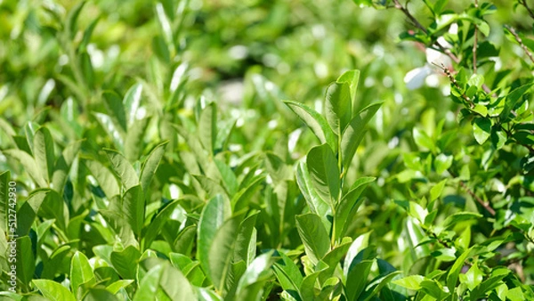 Fototapeta Green tea bushes with bright petals growing on plantation closeup background