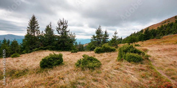 Fototapeta trail through mountain hill. landscape with trees on the meadow with yellow grass. ridge in the distance beneath a cloudy sky. beautiful early autumn scenery of carpathians