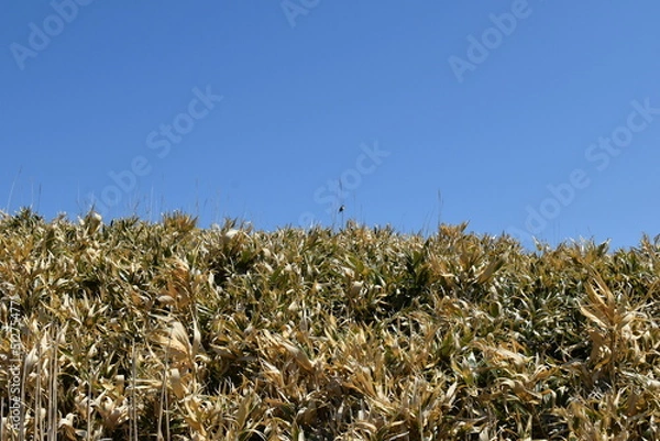 Obraz 《北海道》神威岬の草原