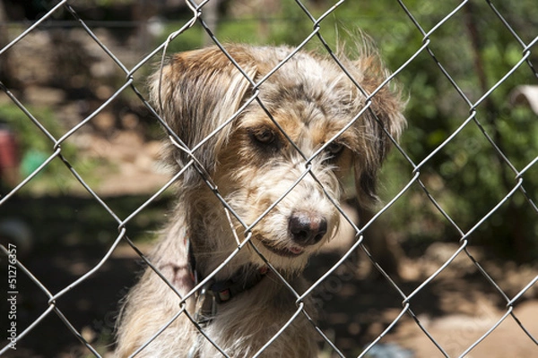 Obraz Pies rasy mieszanej za płotem