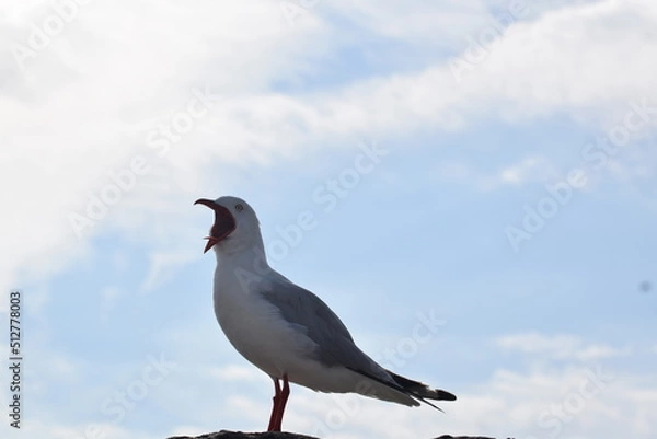 Obraz seagull on a sky