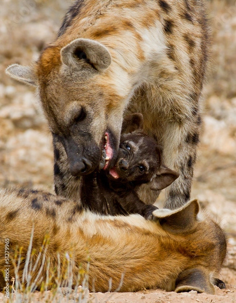 Obraz heyna and cub