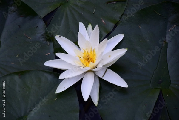 Obraz white water lily