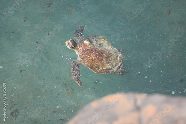 Obraz turtle in the sea