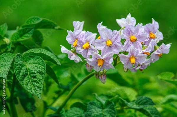 Obraz Beautiful gently pink potato flowers close up
