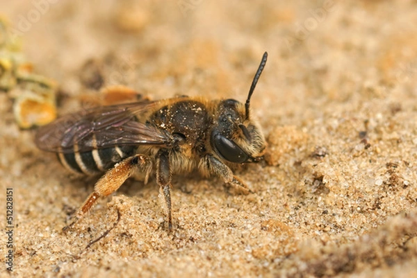 Fototapeta Closeup on a female of the rarely photographed Andrena albofasciata sitting on a sandy soil