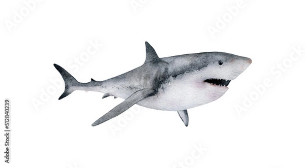 Obraz Hand-drawn watercolor great white shark illustration isolated on white background. Underwater ocean creature. Marine animals collection