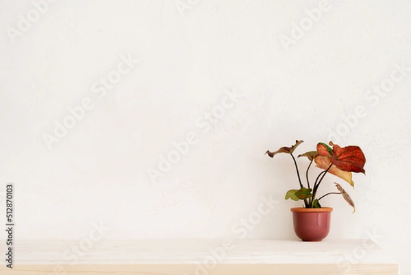 Fototapeta Table with succulent plant in flowerpot against bright cement wall