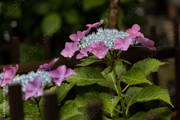 Fototapeta 小雨のあじさい