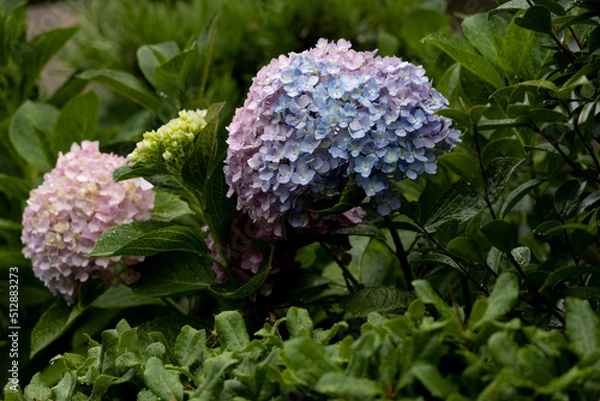 Fototapeta 小雨のあじさい