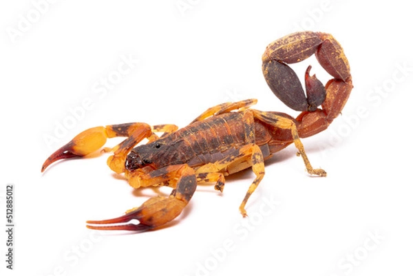 Fototapeta scorpion on the white back ground