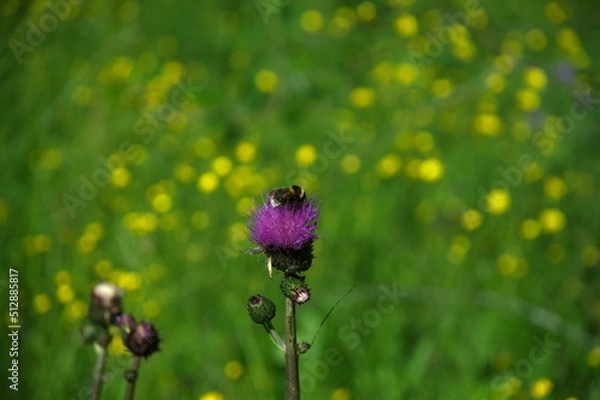 Obraz bumblebee on a purple flower