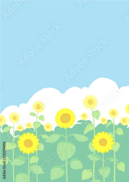 Fototapeta ひまわり畑