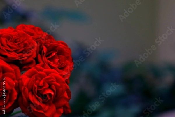 Obraz rose in the dark