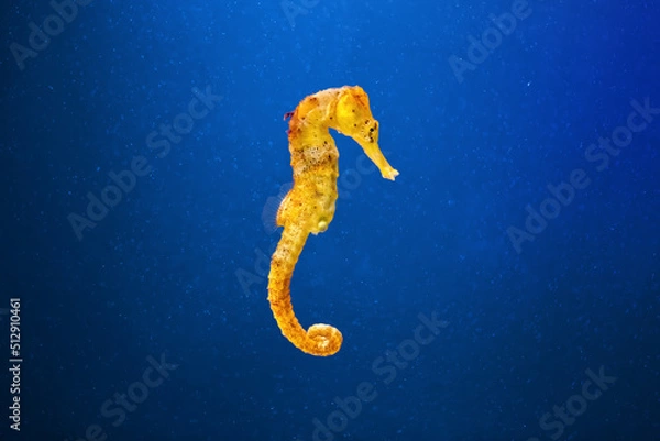 Obraz Slim seahorse in the aquarium with blue background (Hippocampus reidi)