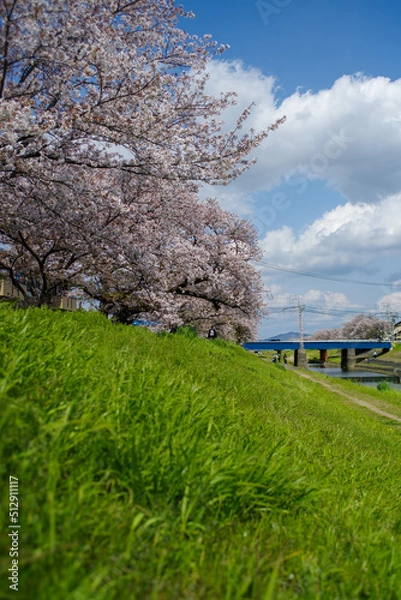 Obraz 緑のじゅうたんと桜並木
