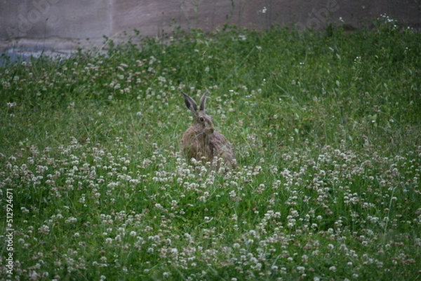 Obraz Hare sitting outdoors surrounded by plants