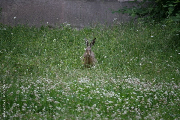Obraz Hare sitting outdoors surrounded by plants