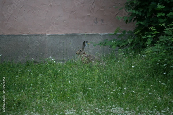 Obraz Hare sitting outdoors surrounded by plants