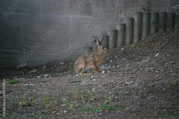 Obraz Hare sitting outdoors surrounded by plants