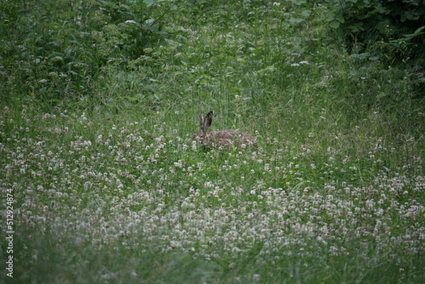 Obraz Hare sitting outdoors surrounded by plants