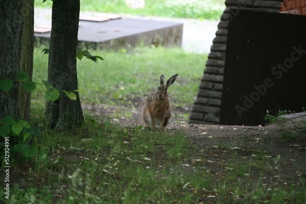 Obraz Hare sitting outdoors surrounded by plants