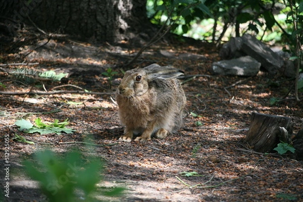 Obraz Hare sitting outdoors surrounded by plants